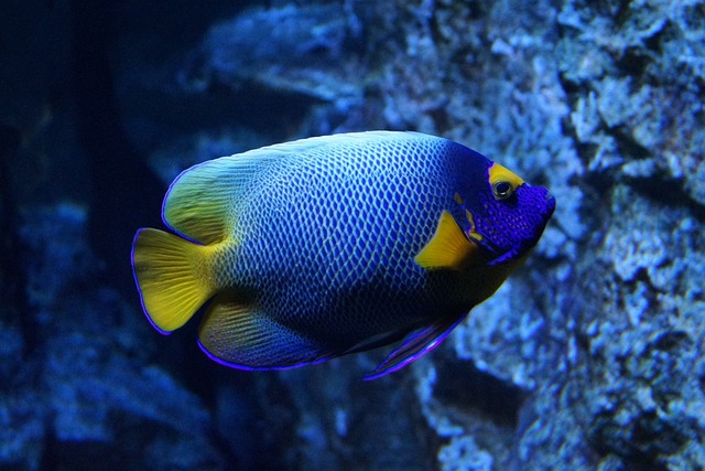 The Fascinating World of Tropical Fish