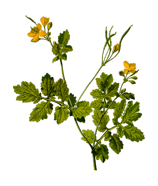 Growing Your Own Herb Garden: Tips and Tricks for a Successful Harvest