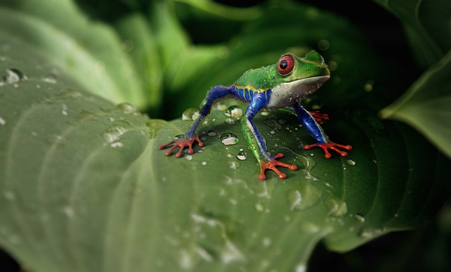 Fascinating Facts about Amphibians