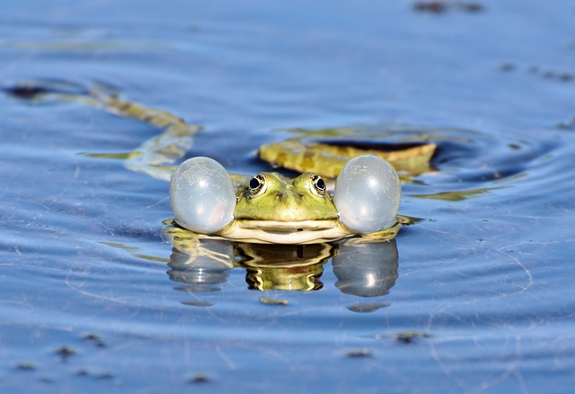 Threats to Amphibian Populations and Conservation Efforts