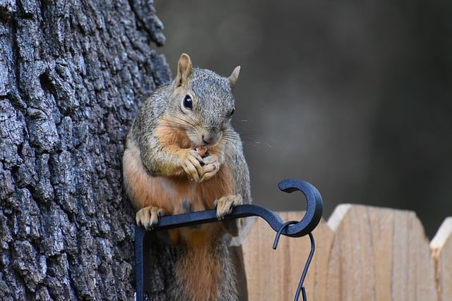 Adaptations and Survival Strategies of Mammals in Different Environments