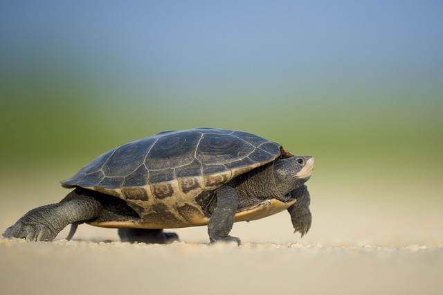 Exploring Reptile Diversity: From Snakes to Turtles, Discover the Wide Range of Species