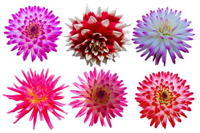 Adaptation and Survival: How Natural Selection Shapes Species