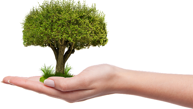 The Importance of Biodiversity in Ecological Systems